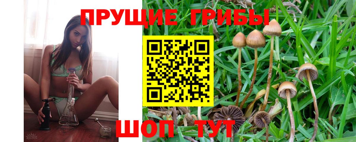Алатырь  Псилоцибиновые грибы ЛСД  Вход с VPN  Псилоцибиновые грибы Psilocybe 
